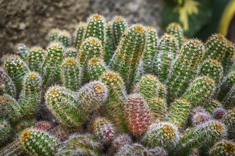 Indoor Plant